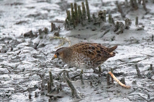 Polluela pintoja (Porzana porzana)