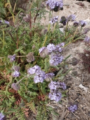 Phacelia tanacetifolia