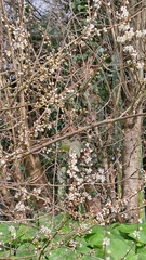 Prunus spinosa