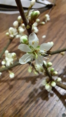 Prunus spinosa