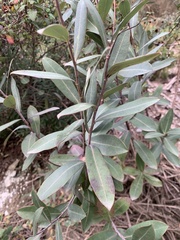 Bupleurum fruticosum