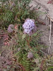 Phacelia tanacetifolia