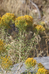 Chrysothamnus viscidiflorus viscidiflorus