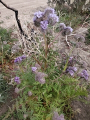 Phacelia tanacetifolia