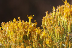 Chrysothamnus viscidiflorus viscidiflorus