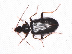 Platynus cincticollis