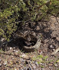 Crotalus ornatus
