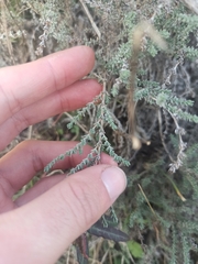 Caroxylon vermiculatum