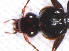 Platynus cincticollis