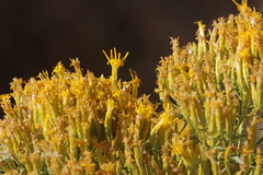 Chrysothamnus viscidiflorus viscidiflorus