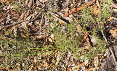 Colletia spinosissima
