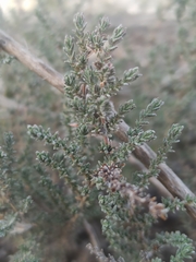 Caroxylon vermiculatum