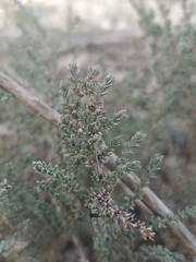 Caroxylon vermiculatum