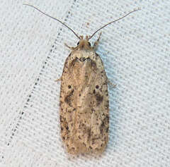 Agonopterix canadensis