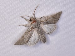 Acronicta tota