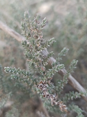 Caroxylon vermiculatum