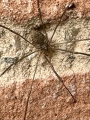 Phalangiinae
