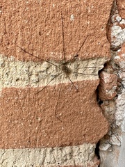 Phalangiinae