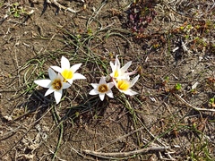 Romulea bulbocodium leichtliniana