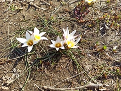 Romulea bulbocodium leichtliniana
