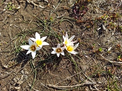 Romulea bulbocodium leichtliniana