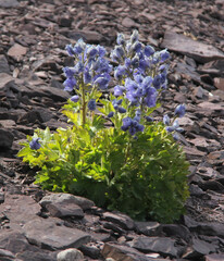 Delphinium brunonianum