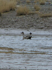 Lophonetta specularioides