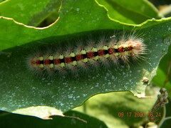 Acronicta contaminei