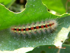 Acronicta contaminei