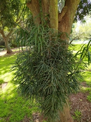 Podocarpus henkelii
