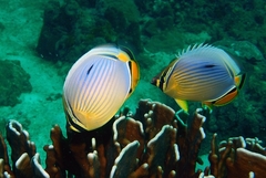 Chaetodon trifasciatus