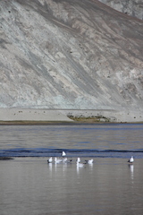 Chroicocephalus serranus