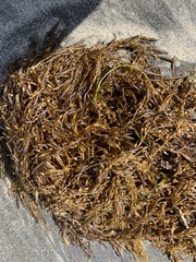Sargassum horneri