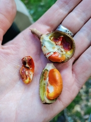 Dysoxylum spectabile