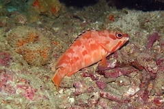 Epinephelus fasciatus
