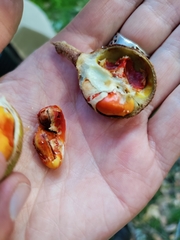 Dysoxylum spectabile