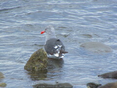 Leucophaeus scoresbii