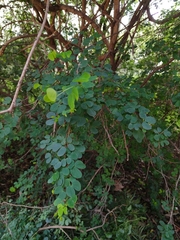 Bauhinia