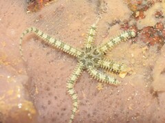 Ophiactis savignyi