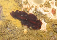 Pseudobiceros splendidus