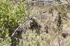 Melianthus