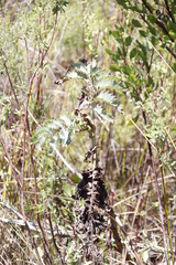 Melianthus