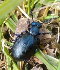 Meloe proscarabaeus