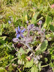 Borago