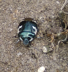 Tritomegas bicolor