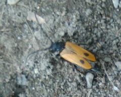 Apalus bimaculatus