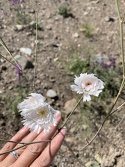 Atrichoseris platyphylla