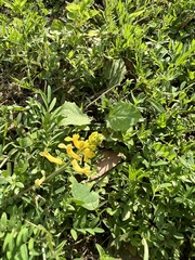Corydalis micrantha