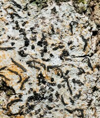 Opegrapha