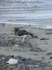 Haematopus leucopodus